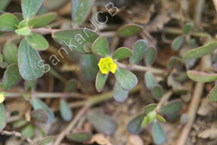 Portulaca oleracea